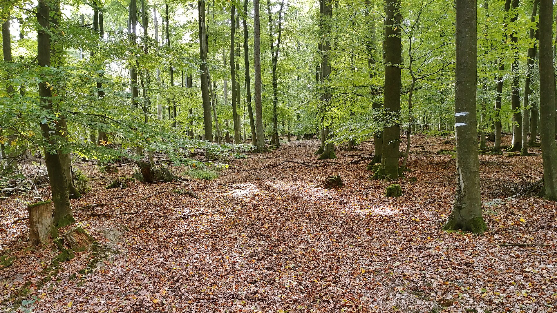Landimmobilien für naturverbundene Käufer als Symbolbild